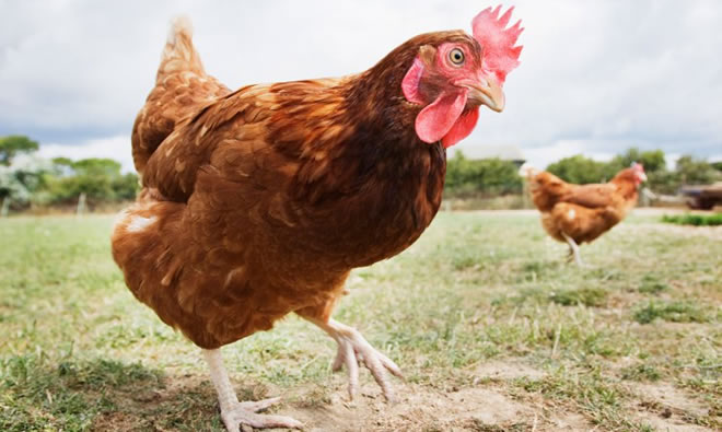 TAVUK TAVUĞU YESİN Mİ YEMESİN Mİ