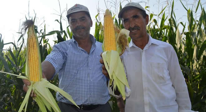 MISIR ÜRETİCİSİ ZORDA