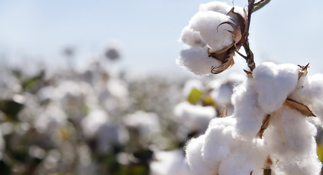 BEYAZ ALTIN ARTIK EKİLMİYOR