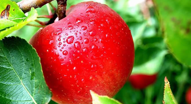 TARIMDA SULAMADAN SONRA BAKTERİ PANİĞİ