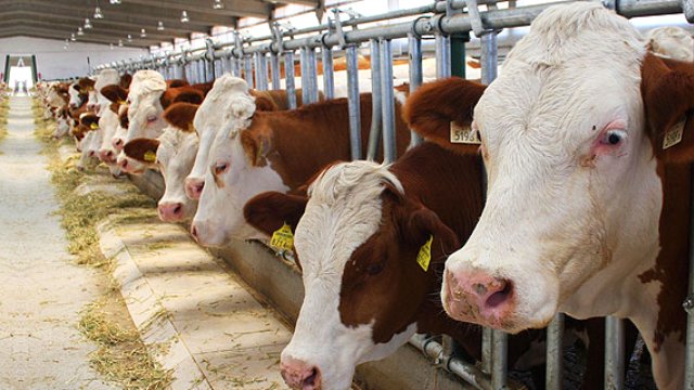 Et İthalatının Çarpıcı Dosyası