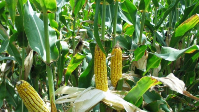 MISIR ÇİFTÇİSİ ALIM FİYATINI BEKLİYOR