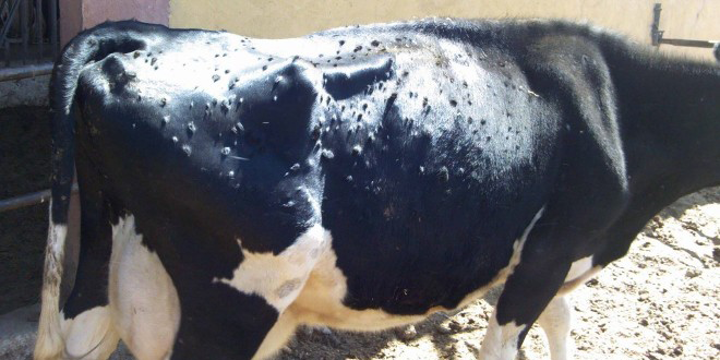 AYDIN DA SIĞIR ÇİÇEĞİ HASTALIĞI PANİĞİ