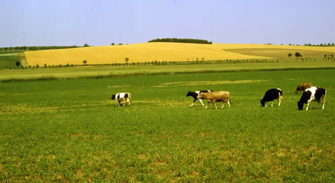 TARIM ARAZİLERİNİN YÜZDE 70 İ HAYVANCILIKTA KULLANILIYOR