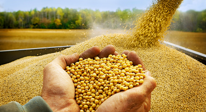 GDO LU ÜRÜNLERE YİNE İZİN ÇIKTI