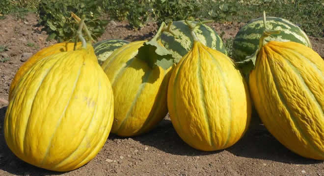 KIRKAĞAÇ KAVUNU HASATTA