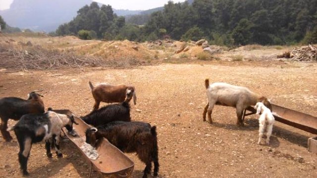 KEÇİLERE TUZ TAKVİYESİ