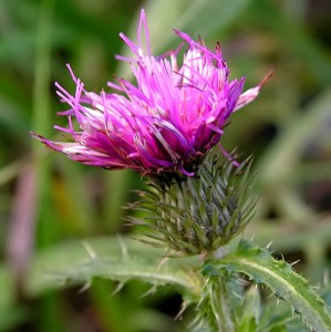 Doğanın Mucizesi Kenger Otu