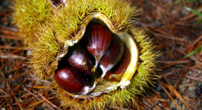 AYDIN DA KESTANE KANSERİ ALARMI