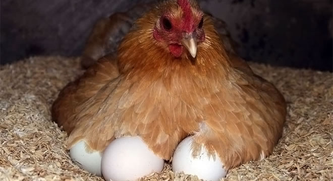 YUMURTA SEKTÖRÜNE KUŞ GRİBİ DARBESİ