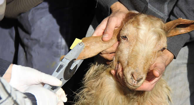 KÜPELEME YAPTIRMAYANA CEZA