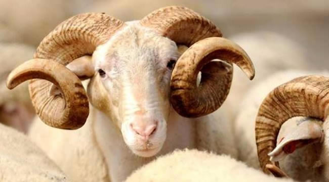 KURBANLIK HAYVAN FİYATLARI ARTACAK MI