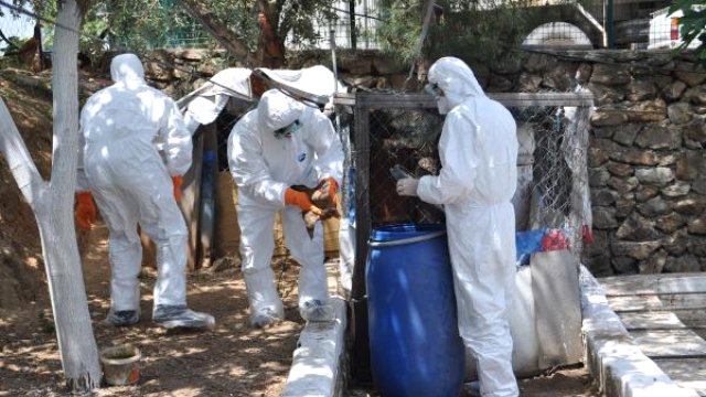 EDİRNE DE ŞARBON ALARMI