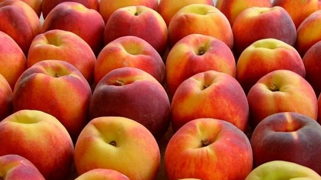 ÜRETİCİ ŞEFTALİ FİYATLARINDAN MEMNUN