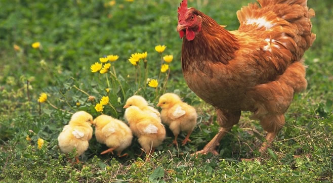 ÖZGÜR TAVUKLAR DAHA VERİMLİ