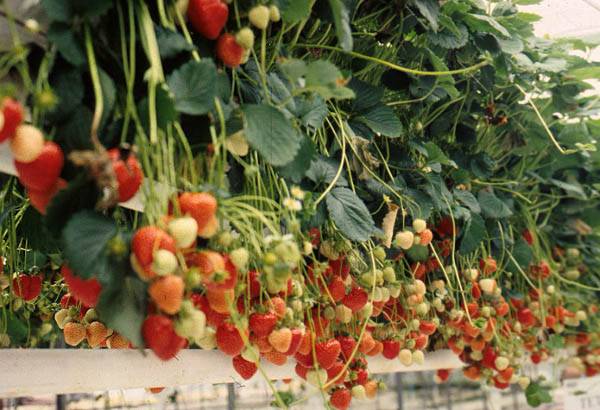 Topraksız Tarım Dönemi