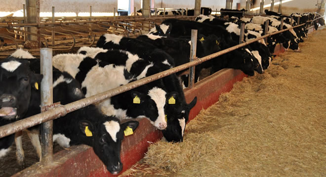 ÜRETİCİLERİN İTHAL ET İSYANI