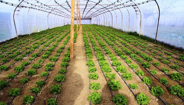 MEVSİMLİK İŞÇİLERİN UMUDU SERADA