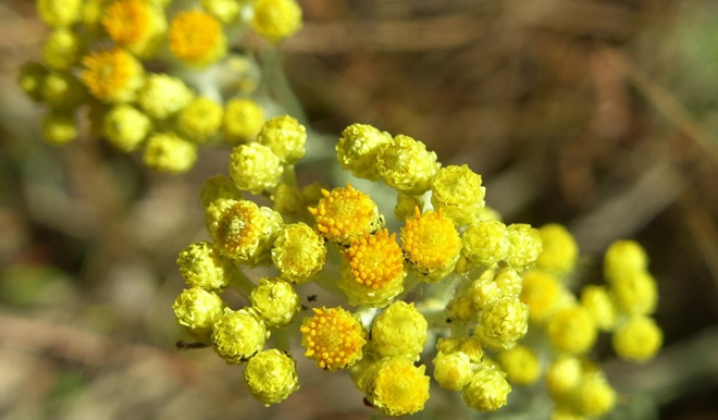 ÖLÜMSÜZ ŞİFA KAYNAĞI