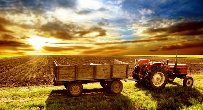 TARIMA SERVET ÖDEDİK