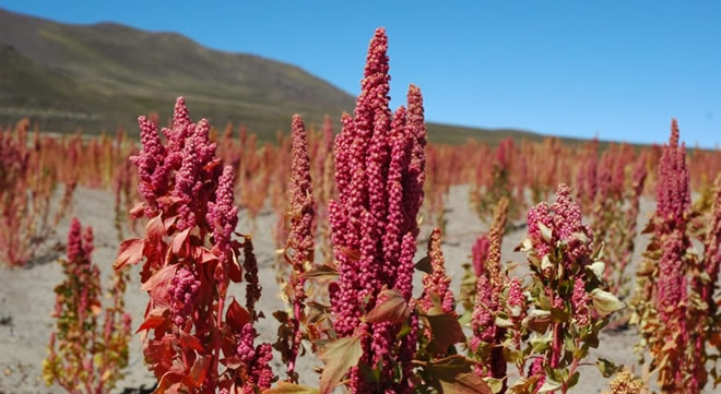 ASTRONOT YİYECEĞİNİ ÇİFTÇİ EKECEK