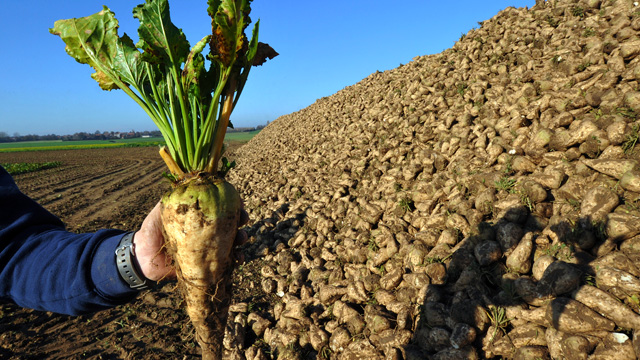 Çiftçi Pancar Verdiği Fabrikaya Ortak Oluyor