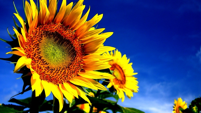 HAM YAĞA İHTİYAÇ VAR