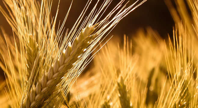 BUĞDAY REKOR KIRIYOR