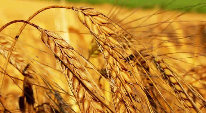 BUĞDAY ÜRETİCİSİNİN YÜZÜNÜ GÜLDÜRÜYOR