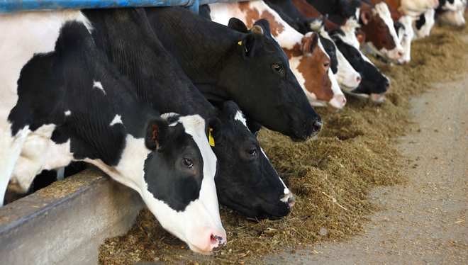 KIRMIZI ET HAKKINDA FLAŞ İDDİA