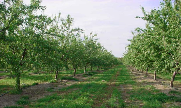 ÖRNEK CEVİZ BAHÇESİNDEN İLK VERİM ALINDI