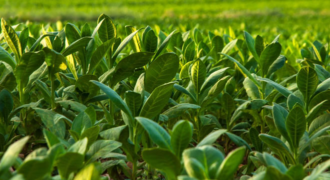 Türkiye de Tütün Sektörü Nereye Gidiyor