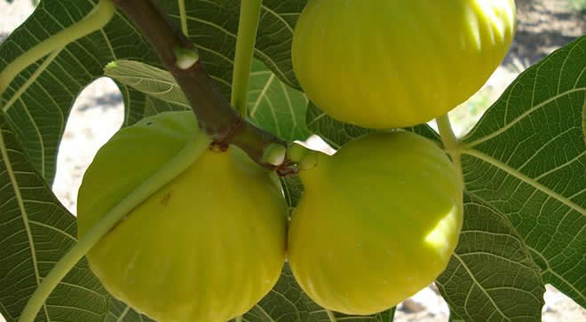 İNCİR ÜRETİMİ TEHLİKEDE