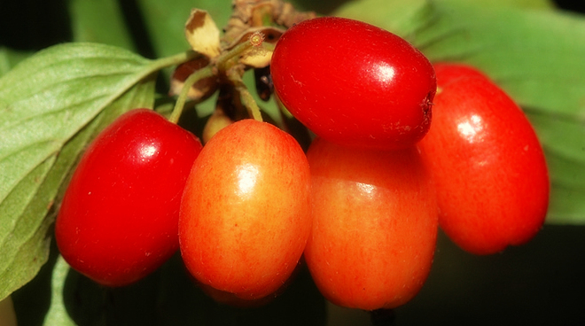 KIZILCIK HASADI BAŞLADI