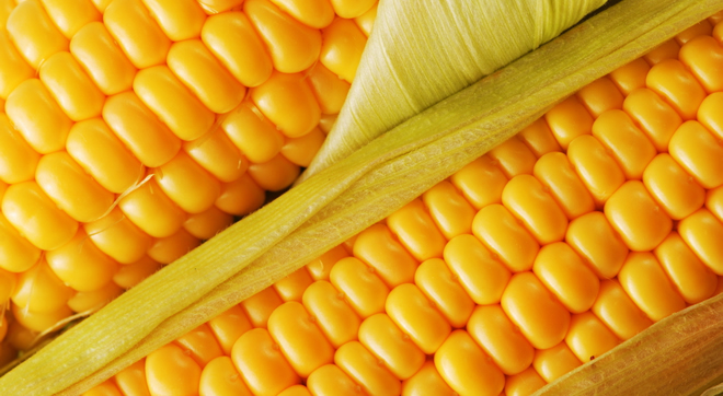 MISIR ÜRETİCİSİ İSYANDA