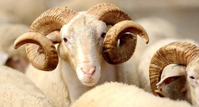 KURBANLIK ALIRKEN DİKKAT EDİLECEKLER