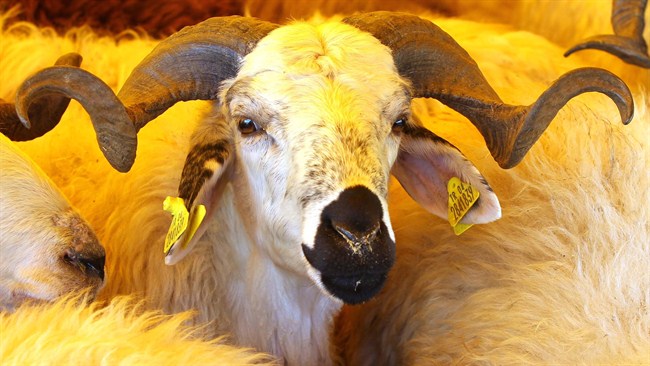 KURBANLIK HAYVANA KÜFÜR EDENE PARA CEZASI