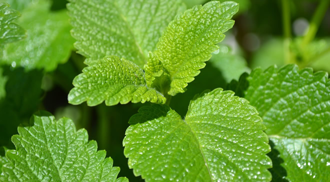 KARADENİZ ÇAYINA RAKİP OLUYOR