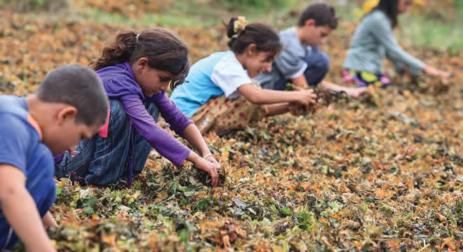 BİNLERCE TARIM İŞÇİSİ ÇOCUK OKUL YERİNE TARLADA
