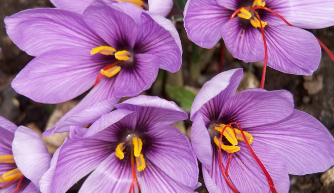 SAFRAN HASADI BAŞLADI