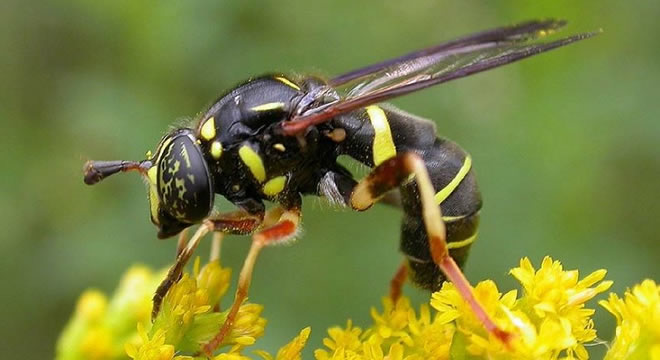 EŞEK ARISI KANSERE UMUT OLACAK