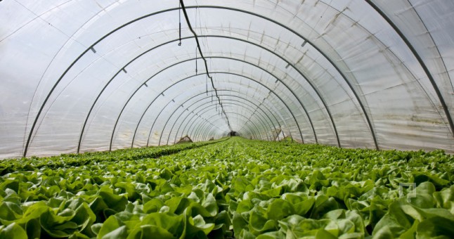 TÜRKİYE ÖRTÜ ALTI TARIMDA BEŞİNCİ SIRADA