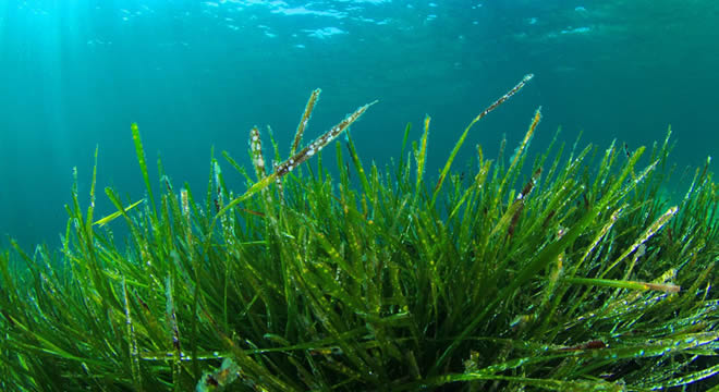 ASRIN GIDASI SPİRULİNA YOSUNU