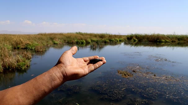 SÜLÜK TOPLAYANLARA CEZA YAĞACAK