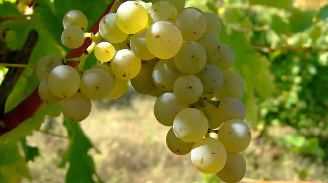ÜZÜMDE BU YIL REKOLTE DÜŞÜK
