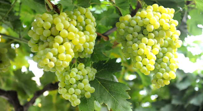 ÜZÜMDE REKOLTE AZ AMA FİYATLAR YÜKSEK