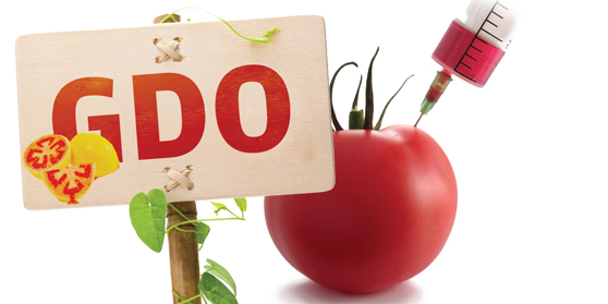 Tohumlar Özgürleşiyor