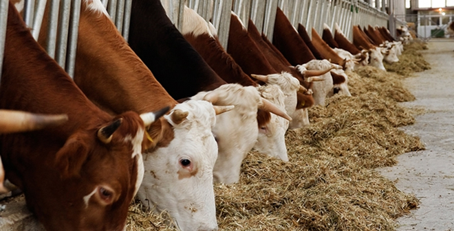 İTHAL HAYVANLAR TÜRKİYE YE GETİRİLDİ