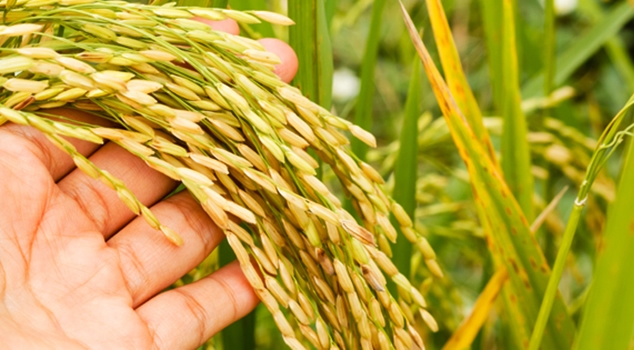 ÇELTİK ÜRETİMİNDE TARİHİ REKOR GERÇEKLEŞTİ