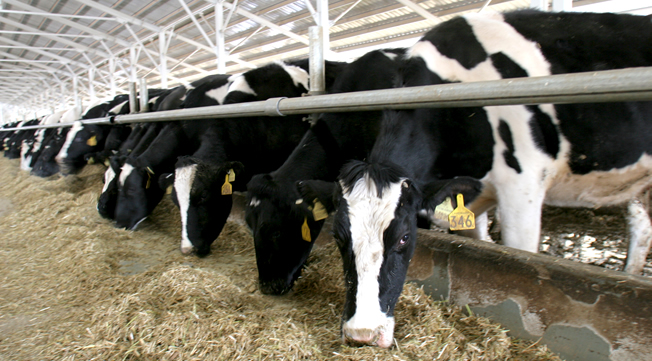 YEM VE GÜBREDE KDV YÜZDE 1 E İNDİRİLDİ